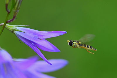 Close-up of bee pollinating on purple flower