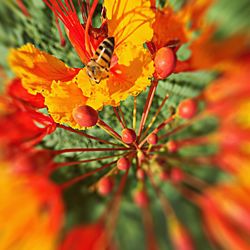 Close-up of orange flower buds