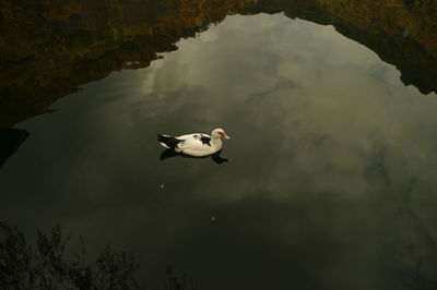 High angle view of muscovy duck swimming in calm lake