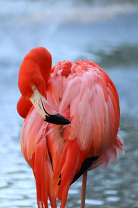 Close-up of flamingo in lake