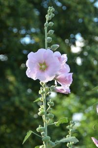 Close-up of pink flowers