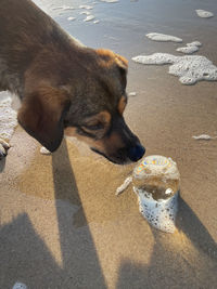 High angle view of dog on beach