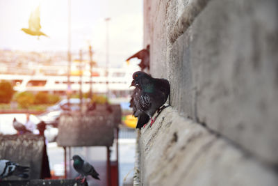 Close-up of bird perching on railing