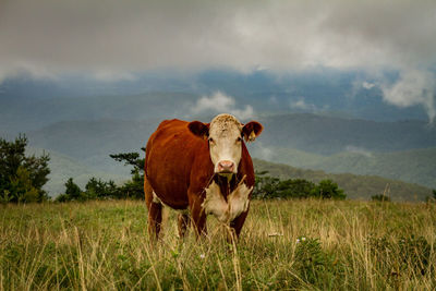 Cow in a field