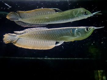 Close-up of fish swimming in sea