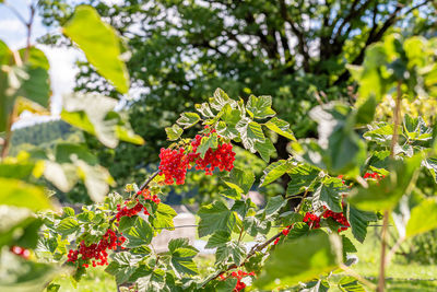 Close-up of red berries growing on tree