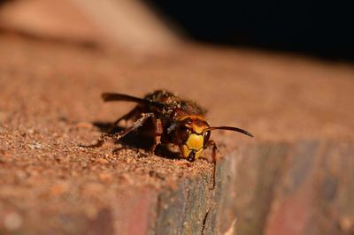 Close-up of hornet on wood