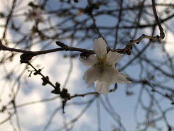 Low angle view of apple blossoms in spring