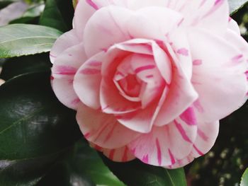 Close-up of pink flower blooming outdoors