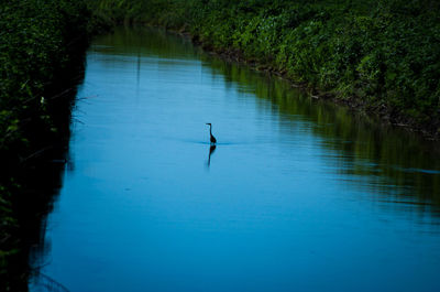 Bird flying over lake