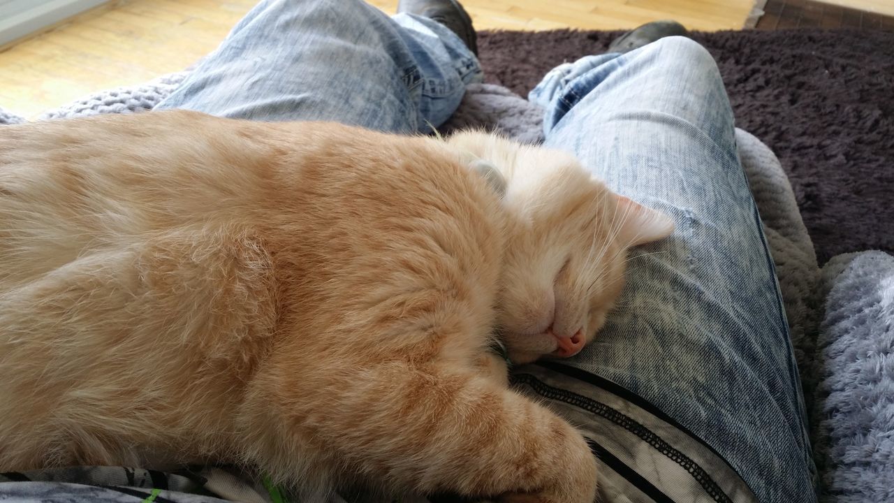 CLOSE-UP OF CAT SLEEPING ON SOFA