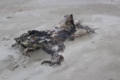 High angle view of driftwood on beach