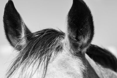 Close-up of a horse