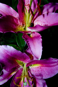 Close-up of pink flower