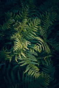 High angle view of ferns growing in forest