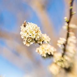 Close up of white flowers