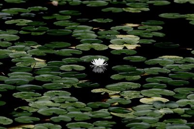 Close-up of lotus water lily in pond