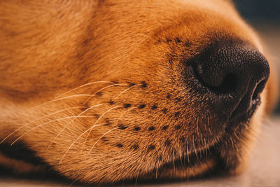 Close-up of dog sleeping