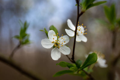 Close-up of white cherry blossoms