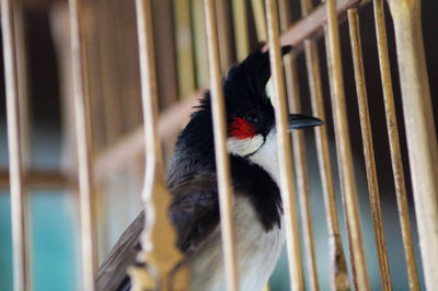 Close-up of bird in cage