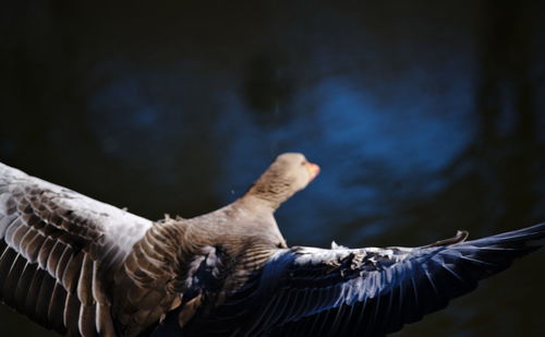 Close-up of eagle flying