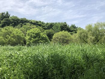 Scenic view of trees on field against sky