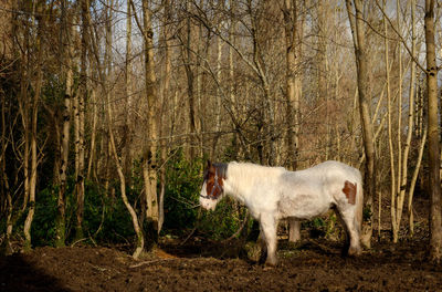 Sheep standing in a forest