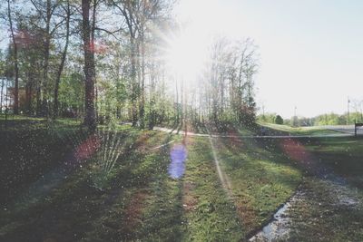 Sun shining through trees on field