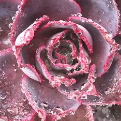 Close-up of wet pink rose