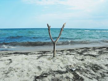 Driftwood on beach against sky