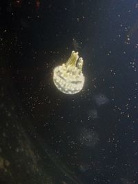 Close-up of jellyfish swimming in water