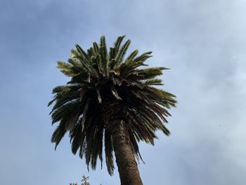 Low angle view of palm tree against sky