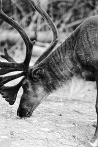 Close-up of deer