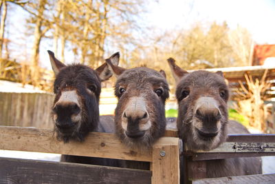 Close-up portrait of sheep against sky