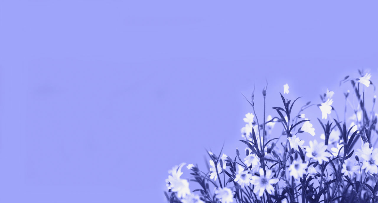 plant, blue, flower, nature, beauty in nature, flowering plant, sky, freshness, copy space, no people, growth, clear sky, fragility, branch, springtime, outdoors, tranquility, low angle view, blossom, purple, backgrounds, close-up, white, lavender