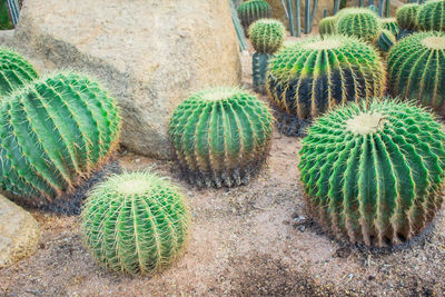 High angle view of succulent plant on field