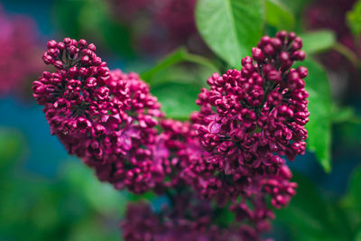 Close-up of purple flowering plant