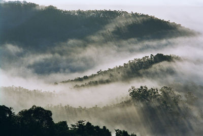 Low angle view of trees in forest against sky