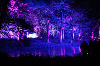 Silhouette of trees at night