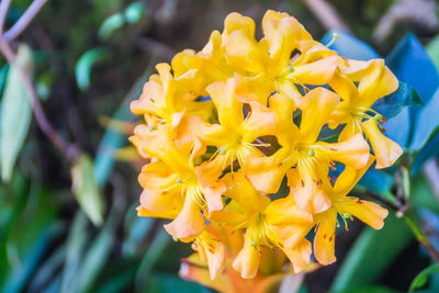 Close-up of yellow flowering plant