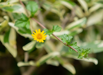 Close-up of yellow flowering plant