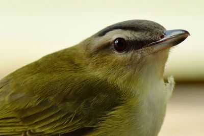 Close-up of bird