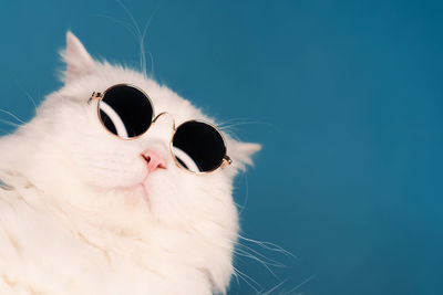 Close-up of cat against blue background