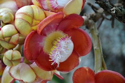 Close-up of fruits growing on tree