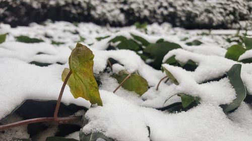 Close-up of snow covered leaves