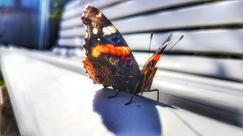 Close-up of butterfly