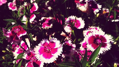 High angle view of pink flowering plants