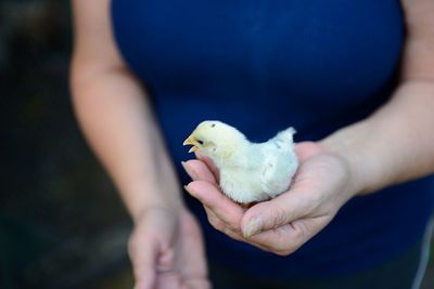 Close-up of hand holding bird