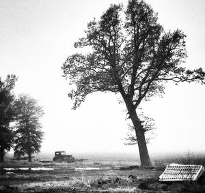 Trees on riverbank