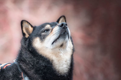 Close-up portrait of dog